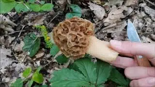 Quiet hunting MOREL REAL. MORCHELLA ESCULENTA