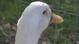 100%  Duck