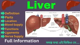 Liver|anatomy of Liver|Liver anatomy|Liver Functions|Liver disease|Liver location#liver#liverdisease
