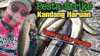Pesta Strike Haruan | Jumpa Kandang Haruan