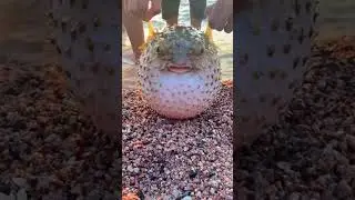 Big angry fish