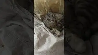 sleeping cat 