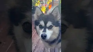 Pomsky pup boops the snoot