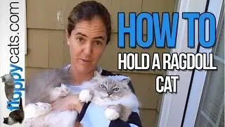 Ragdoll Cat Expert Reveals the SAFE Way to Hold Your Pet