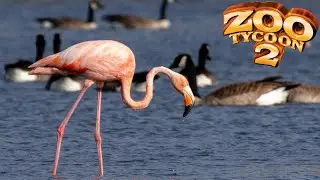 Greater Flamingo & Goose Exhibit Speed Build - Zoo Tycoon 2