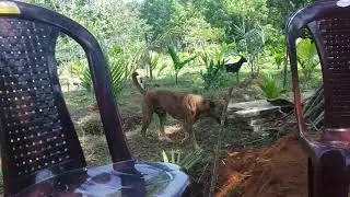 Dog Show 😁🙄 in a marriage function 🥰😌