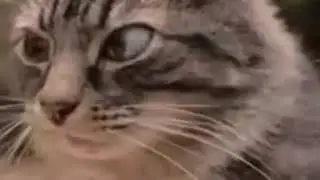 Кот рецедивист