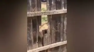 Злобный Пес