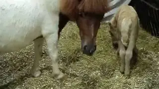 Новорожденная пони ест сено