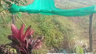 របៀបស្រោចទឹកដំណាំអោយបានត្រឹមត្រូវ - កម្លាំងម៉ូទ័របាញ់ទឹកស្រោចដំណាំ - របៀបតប្រពន្ធទឹកចេញពីម៉ូទ័រ