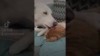 Мой мармеладный 🤍🧡