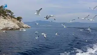 Абу ад-Дарда