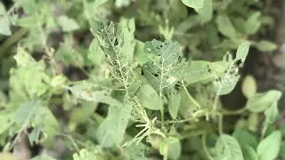 How to identify and Control Pest on Green Amaranth Plant (Alefu)