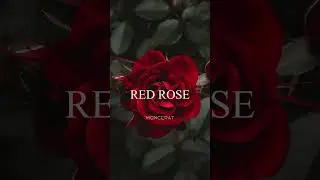 Moncerat - Red Rose retrowave music clip