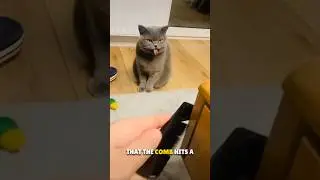 Why Cats Vomit at Rubbing of Comb 😨