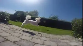 Happy dog in slowmotion