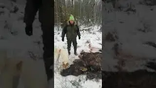 Лось в новый год!
