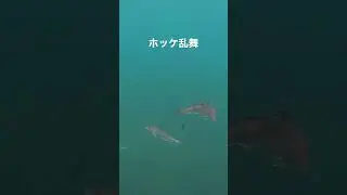ホッケ乱舞 #fishing #アウトドア #サクラマス #ルアーフィッシング #北海道 #海アメ #海サクラ #釣り