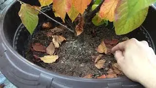 Árbol Sakura en Otoño