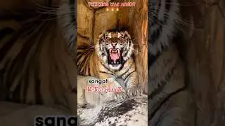harimau marah #harimau #spesies #wildlife