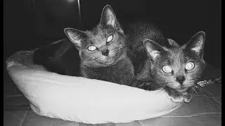 Feral Cats At Play