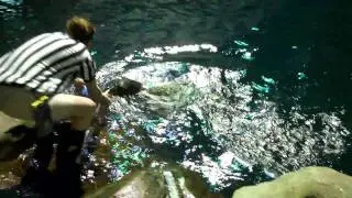Moody Gardens Seal Make Super Bowl Pick - 2012