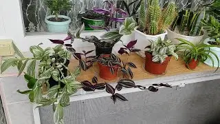 Традисканции | Нанук | Purple Joy | Альбифлора Альбовитата | Quick Silver | Трикалор | Белая Альба.
