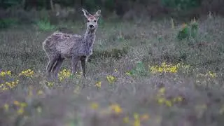 Observeren van een ree op de Veluwe.