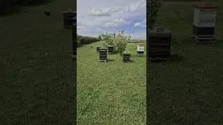 ПЧЁЛЫ