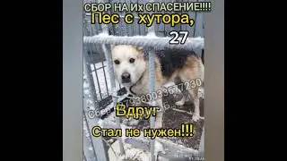они нуждаются в спасении🙏