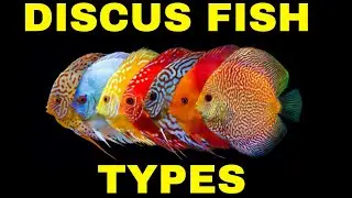 MOST Beautiful DISCUS COLORS TYPES & Important Things you Should Know