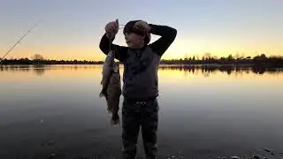 Quarry Lakes Rainbow Trout (Oncorhynchus mykiss)