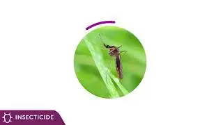 DURAFLEX ZC: Advanced Mosquito Control Now & Later