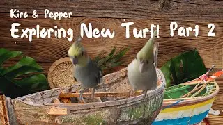 Avian Adventures: Kiro and Pepper Explore Their New Plastic Box Turf - Part 2