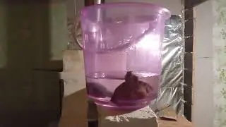 Наши черепашки