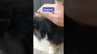 #тимасветлогорских #муся