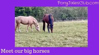 Meet our big horses
