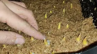 Укоренение луковицы тюльпанов, две недели с момента посадки. Выгонка тюльпанов 2022 Часть 3