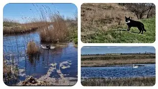 ОДЕССКАЯ ОБЛАСТЬ. Апрель 2024 г. НАС ТРАВЯТ? БОЛОТО И ВОДА... Дунай.на прогулке