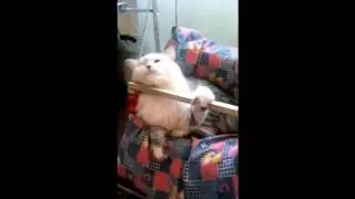 Кошка кайфует на качелях. Приколы.