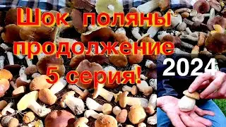 БЕЛЫХ ТЬМА ВОЛНА ИДЁТ.ГРИБЫ СОЛИМ/ 4 СЕРИЯ/ГРИБЫ 2024