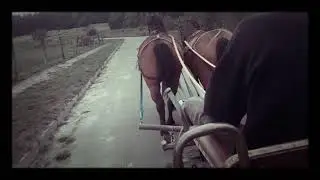 Соломахино Ранчо. Пара гнедых в упряжи.