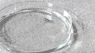 Planarian Behavior
