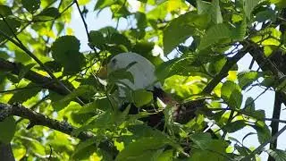 Bald Eagle