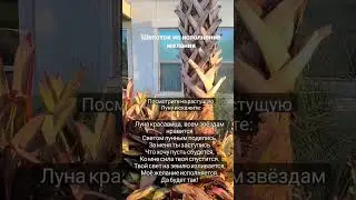 Шепоток на исполнение желания☘️  