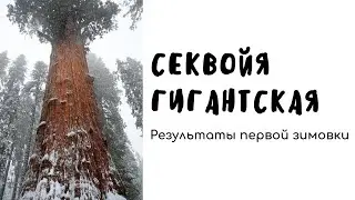 Секвойя. Первая зимовка в открытом грунте.