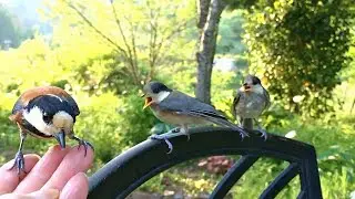 狙われていたヒナ！危険を察知した親鳥のようす！とりのる