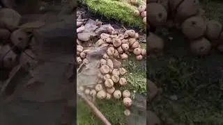 Дедушкин табак.