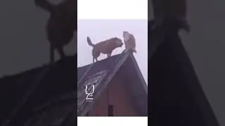 Однажды в деревне