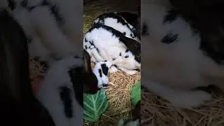 hungry little bunnies